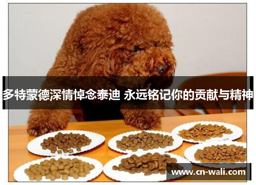 多特蒙德深情悼念泰迪 永远铭记你的贡献与精神